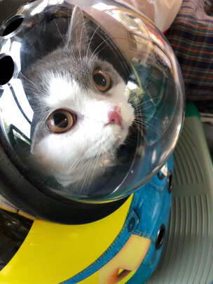 猫包
