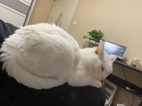 豆腐猫砂