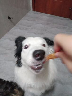 狗狗零食