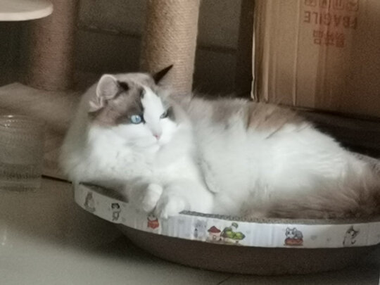 膨润土猫砂