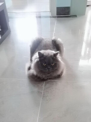 宠物饮水机