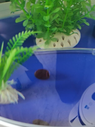 水草种子