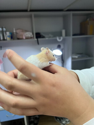 仓鼠木屑