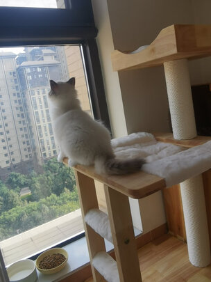猫爬架