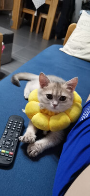 猫项圈
