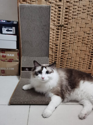 猫窝