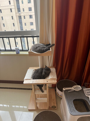 猫爬架