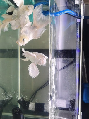鱼缸灯led灯