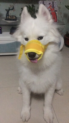 狗狗嘴套