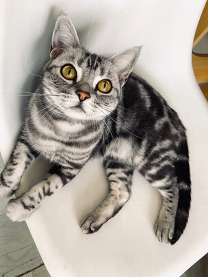 豆腐猫砂