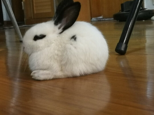 兔笼子