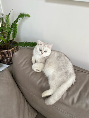 猫粮罐头