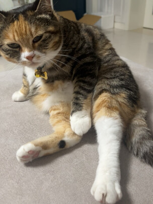 猫咪指甲剪
