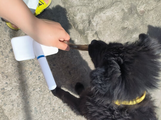 狗狗磨牙棒