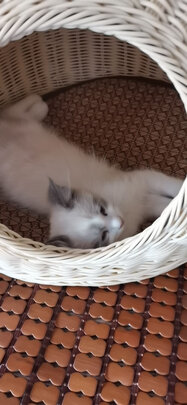 猫窝
