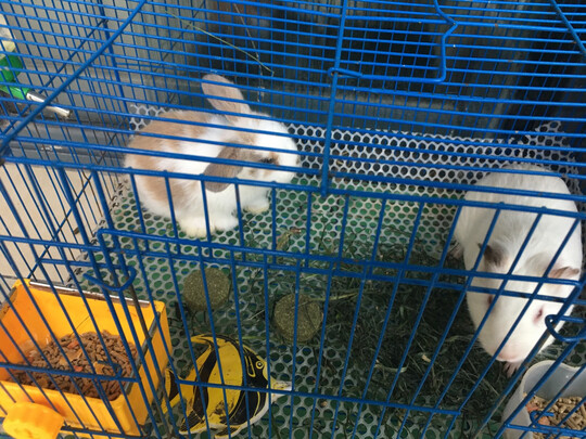 兔粮