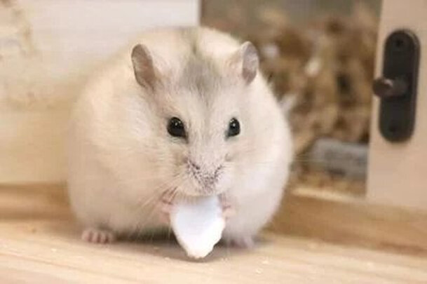 仓鼠粮食