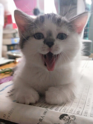 猫条猫零食