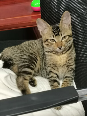 猫包