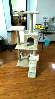 猫爬架