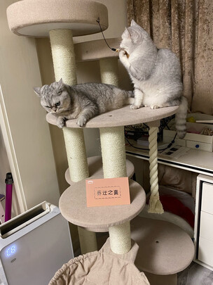 猫爬架