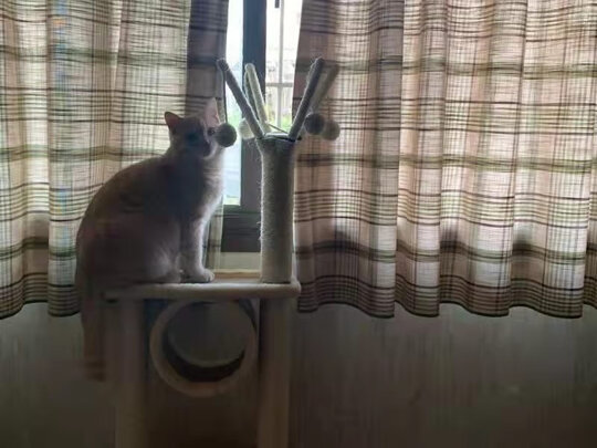 猫爬架
