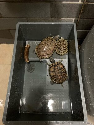 乌龟缸
