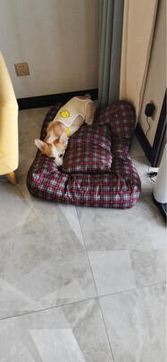 狗狗生理裤