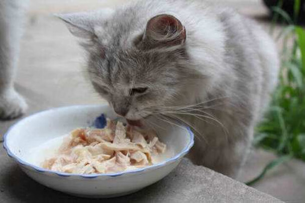 猫零食