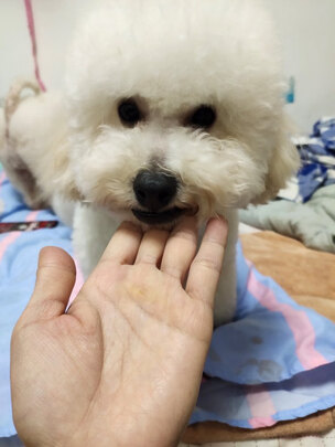 膨润土猫砂