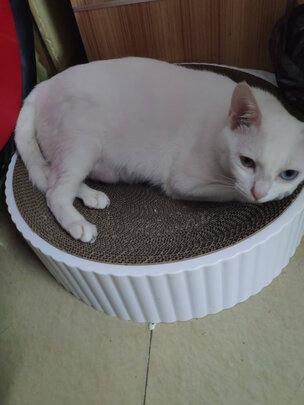 猫窝