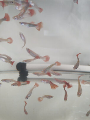 鱼粮
