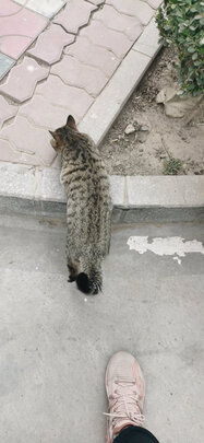 猫罐头