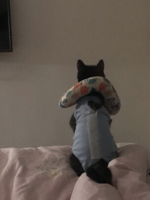 猫咪手术服