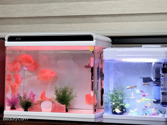 智能鱼缸