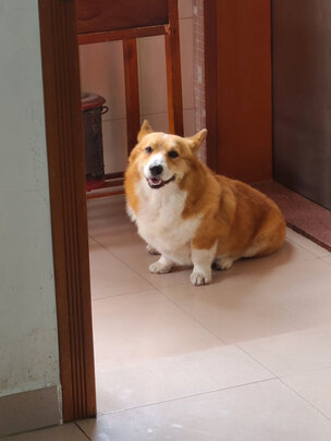  狗狗剃毛器