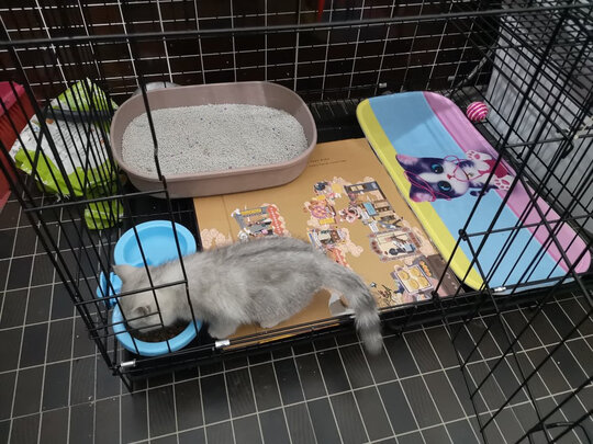  猫笼