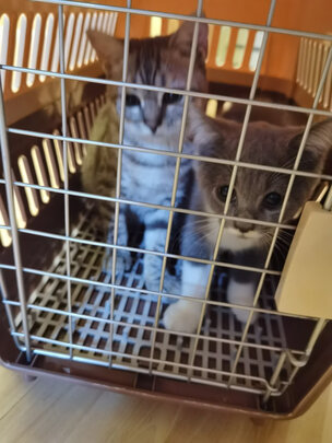 猫砂盆