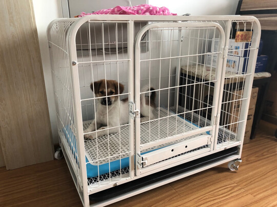 狗笼