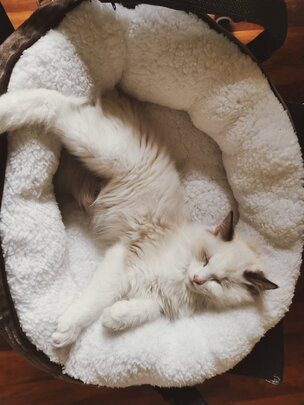 猫窝