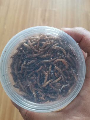 仓鼠零食