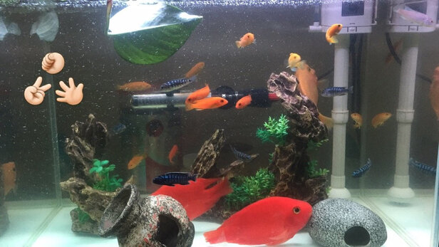 鱼缸造景石头