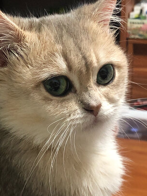 猫爬架