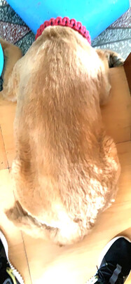  狗狗电推剪