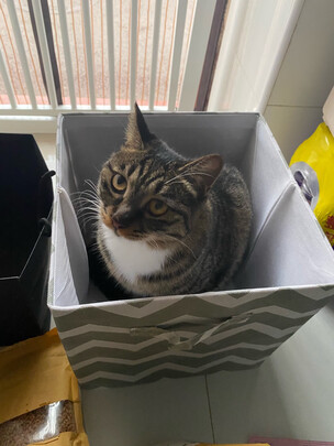 猫条猫零食