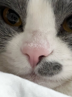 猫粮罐头