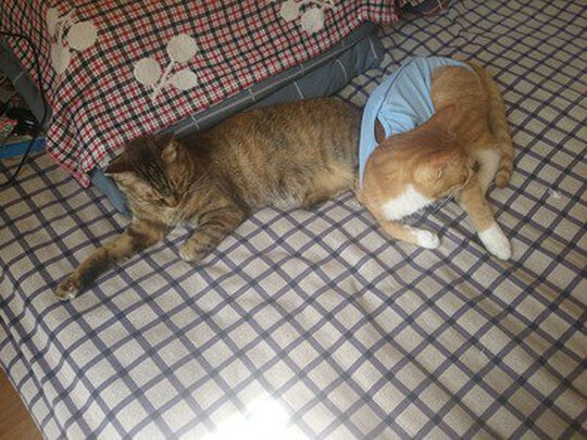 猫咪手术服
