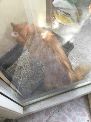 膨润土猫砂