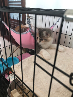  猫笼