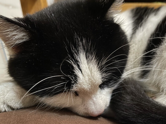 猫包